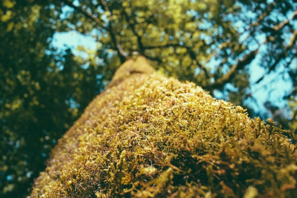 ESPIRITUALIDADE, PENSAMENTO POSITIVO, AÇÃO DE GRAÇAS E SINCERIDADE