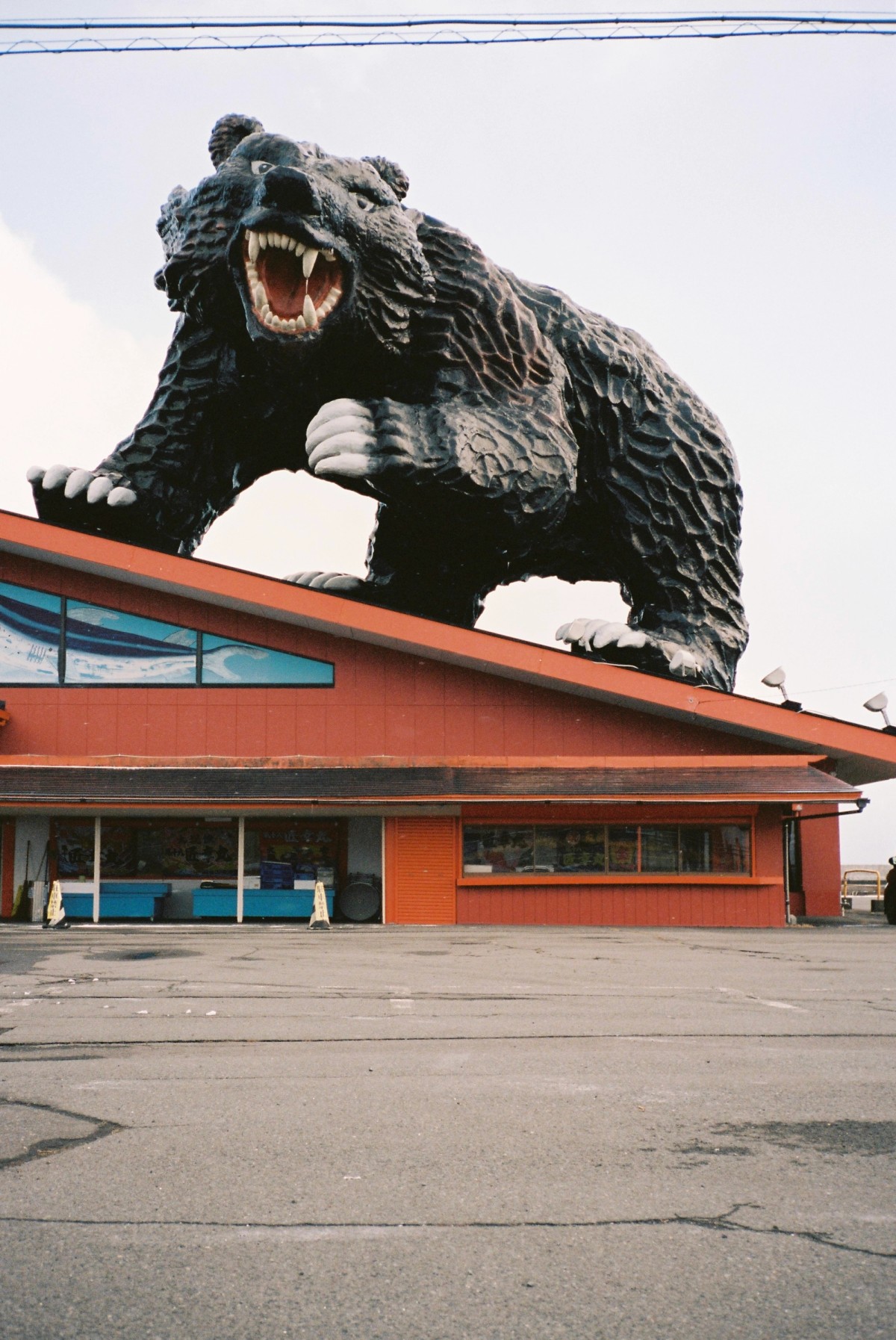 Kuma, taken in Shiraoi, Hokkaido, shot on Contax T2