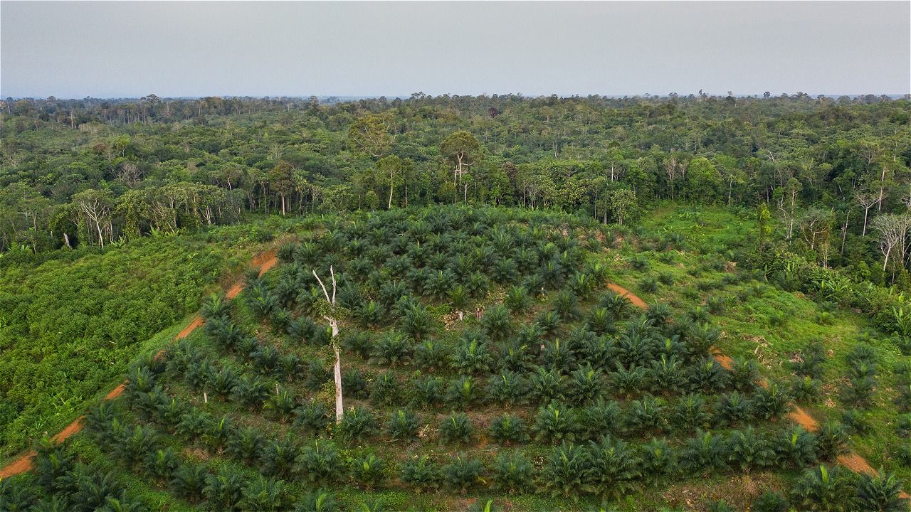 Pendampingan Inisiasi Pengelolaan Kawasan Bernilai Konservasi Tinggi (HCV)