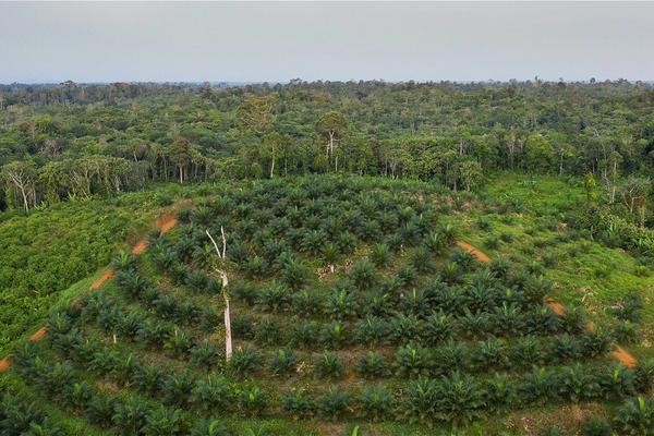 Pendampingan Inisiasi Pengelolaan Kawasan Bernilai Konservasi Tinggi (HCV)