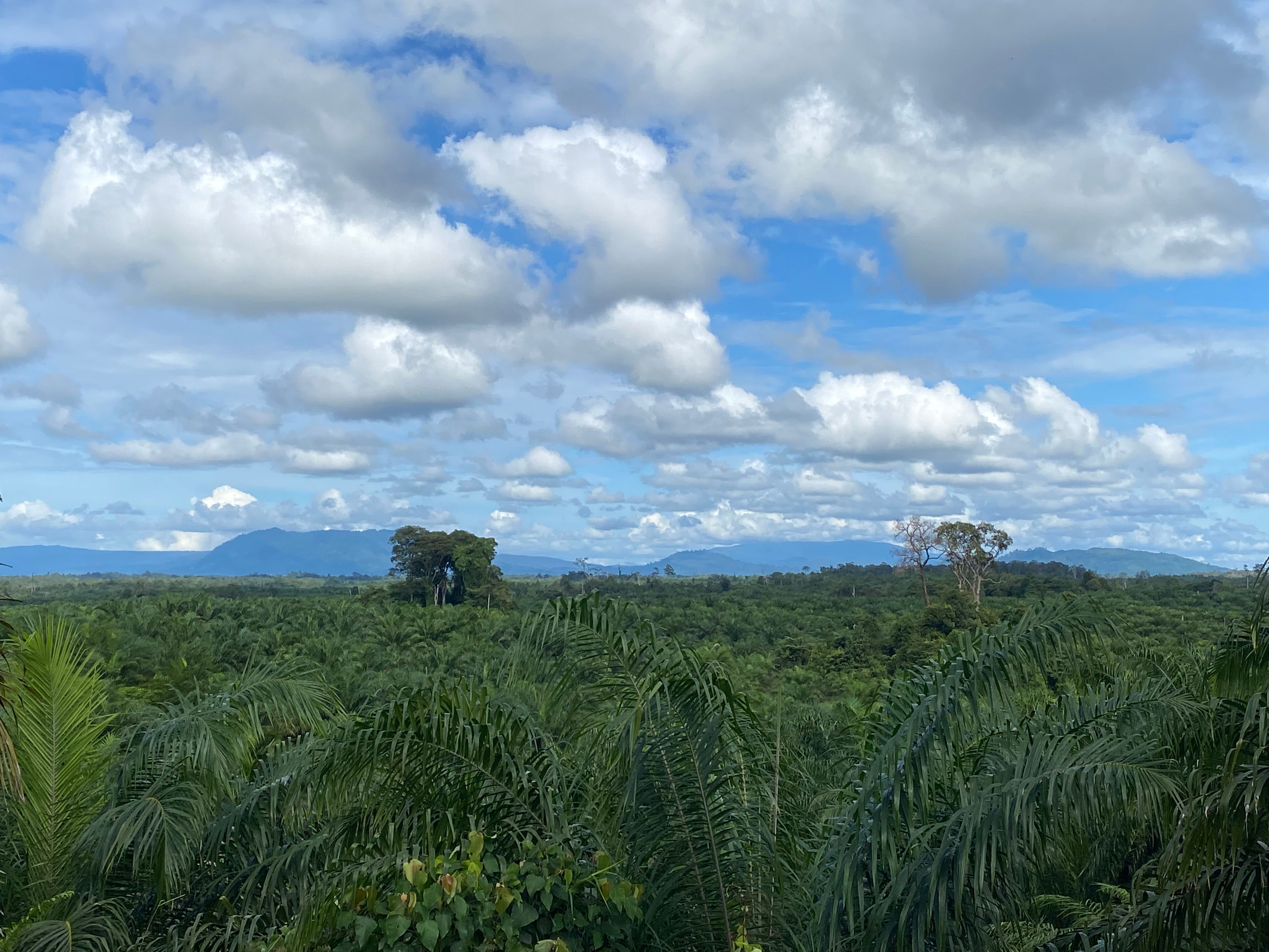 Pengembangan Enumerator Lokal