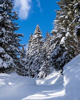 Pathway through snow with snow-covered trees each side
