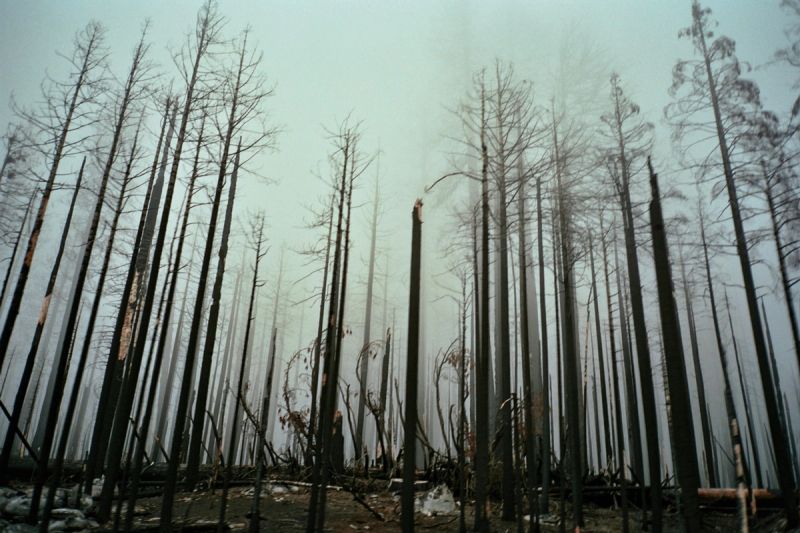 Charred tree trunks reach upward into a hazy, smoke-filled sky in a burnt forest.