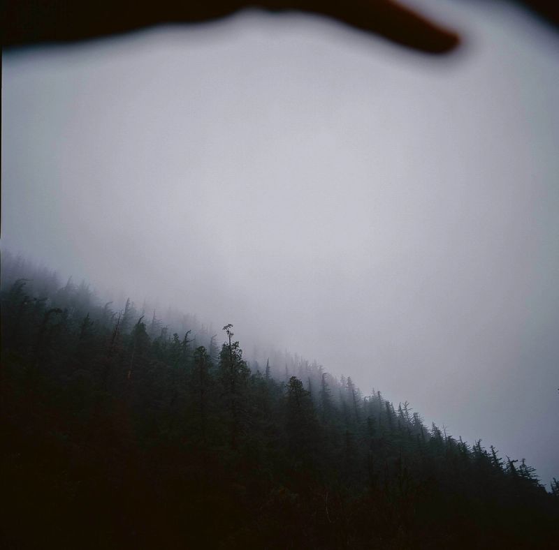 Misty mountain slope with dark evergreen trees fading into thick fog, shot on medium format film.