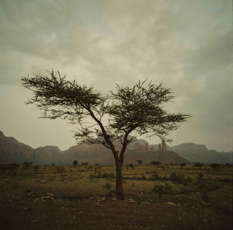 Acacia tree in Ethiopian savanna with distant rock formations under cloudy sky