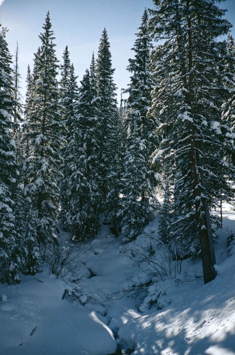 Sunlit snow-covered evergreen trees in a dense mountain forest landscape.