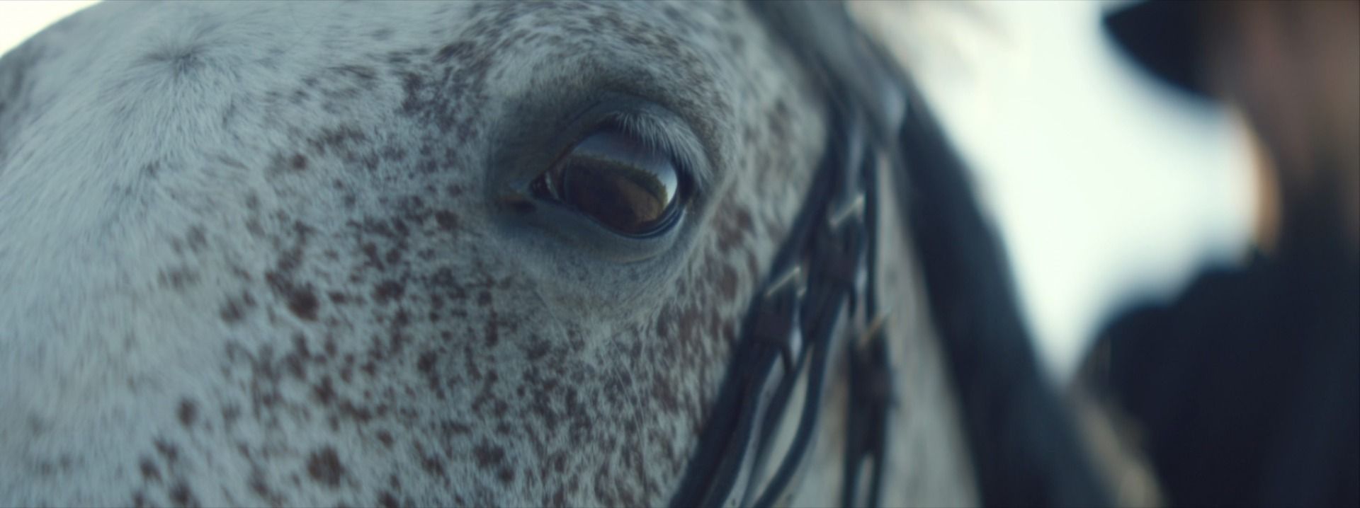 Close-up of a speckled horse's eye with leather bridle details