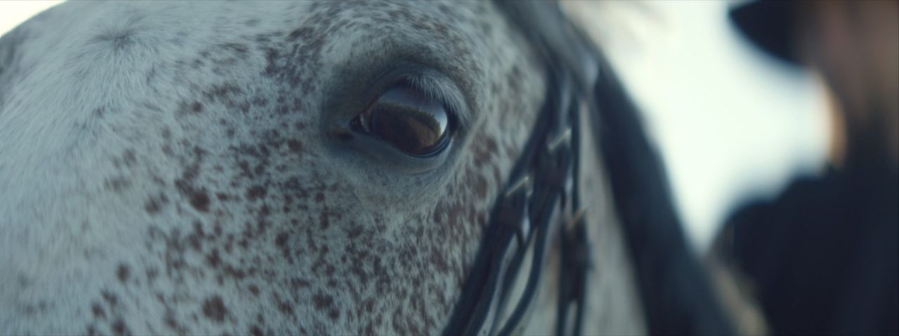 Close-up of a speckled horse's eye with leather bridle details