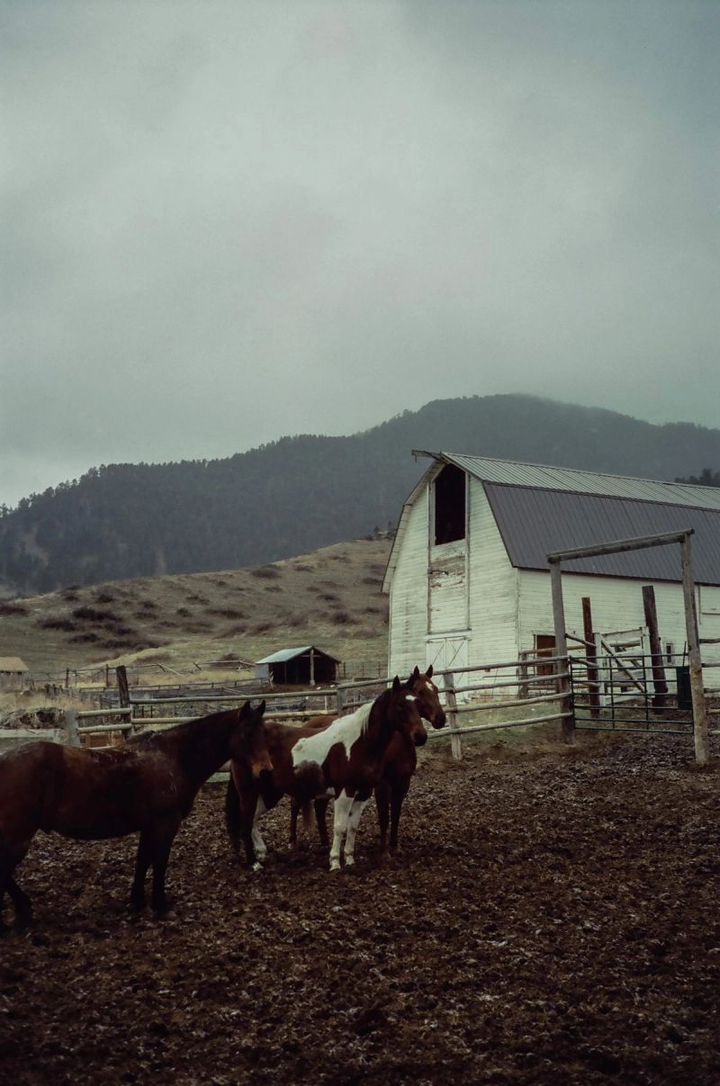 Horses in a muddy corral near an old white barn with mountains in the background.