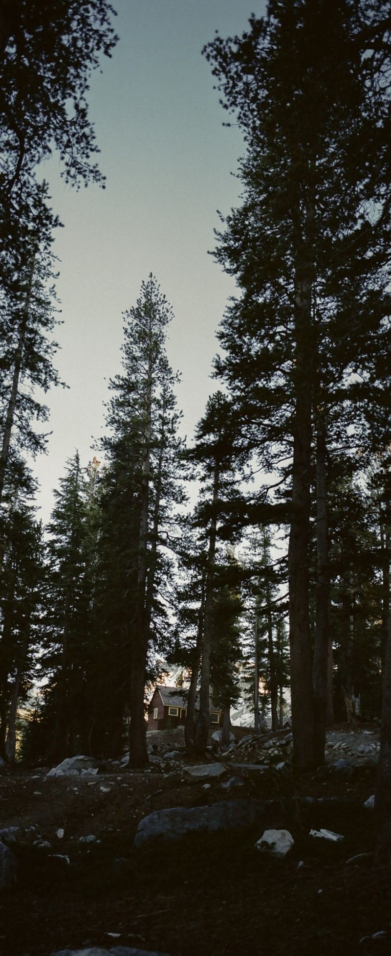 Tall pine trees and a cabin in the woods, atmospheric film photography shot on Hasselblad.