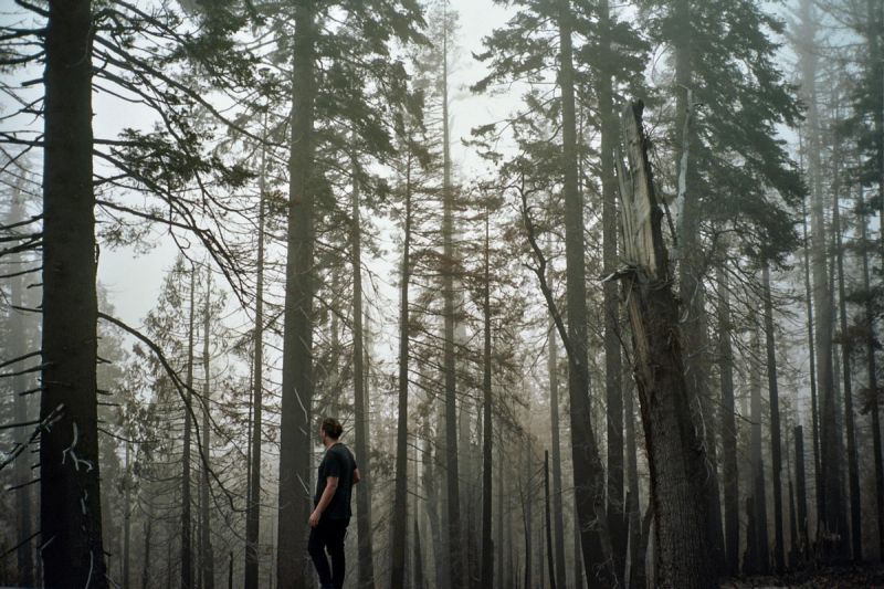 A lone figure stands among tall trees in a foggy forest.
