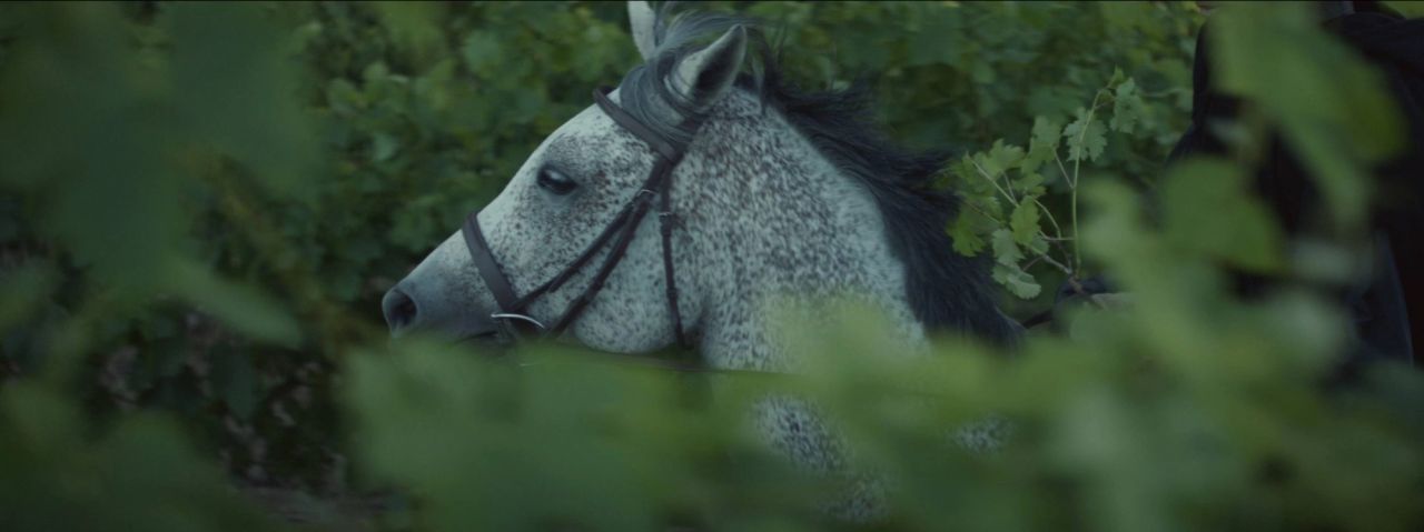 Grey horse with bridle partially hidden by green foliage in a vineyard setting.