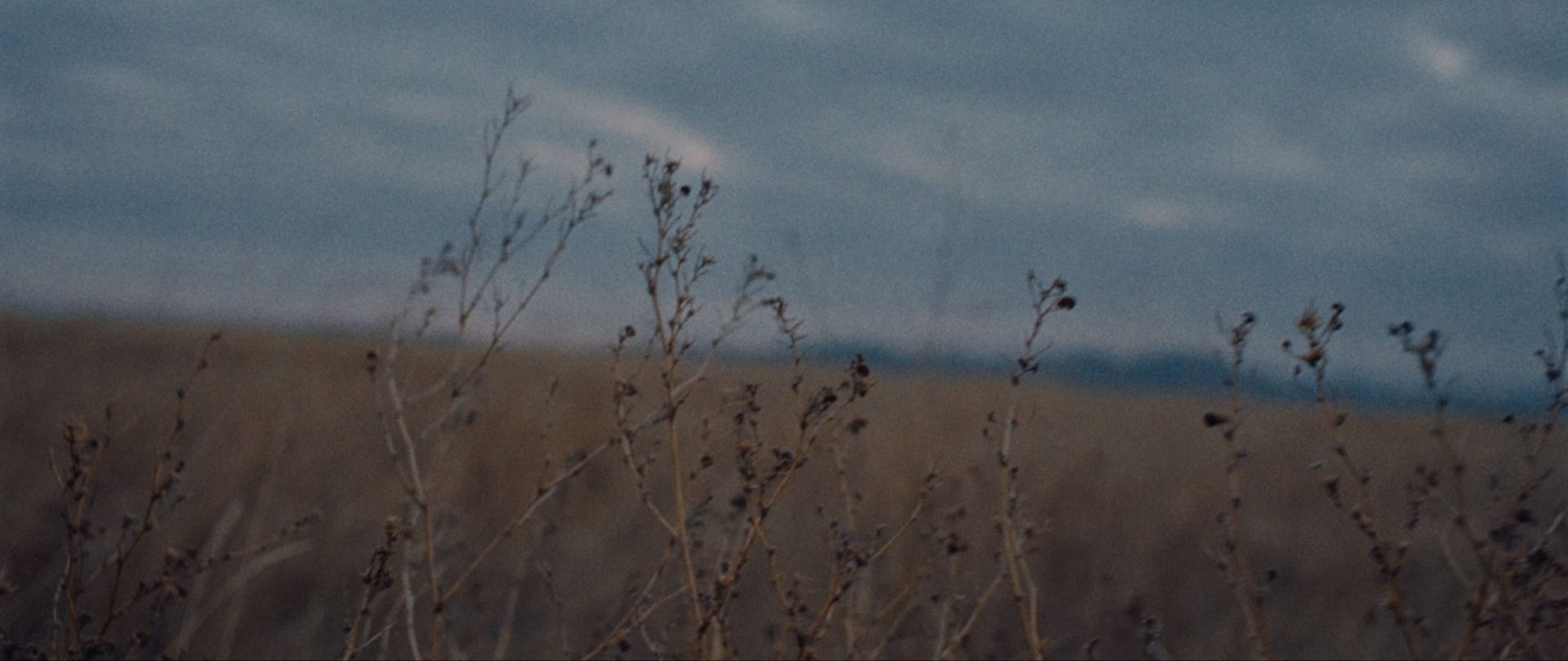 Blurred dry grasses against a moody overcast sky in Montana