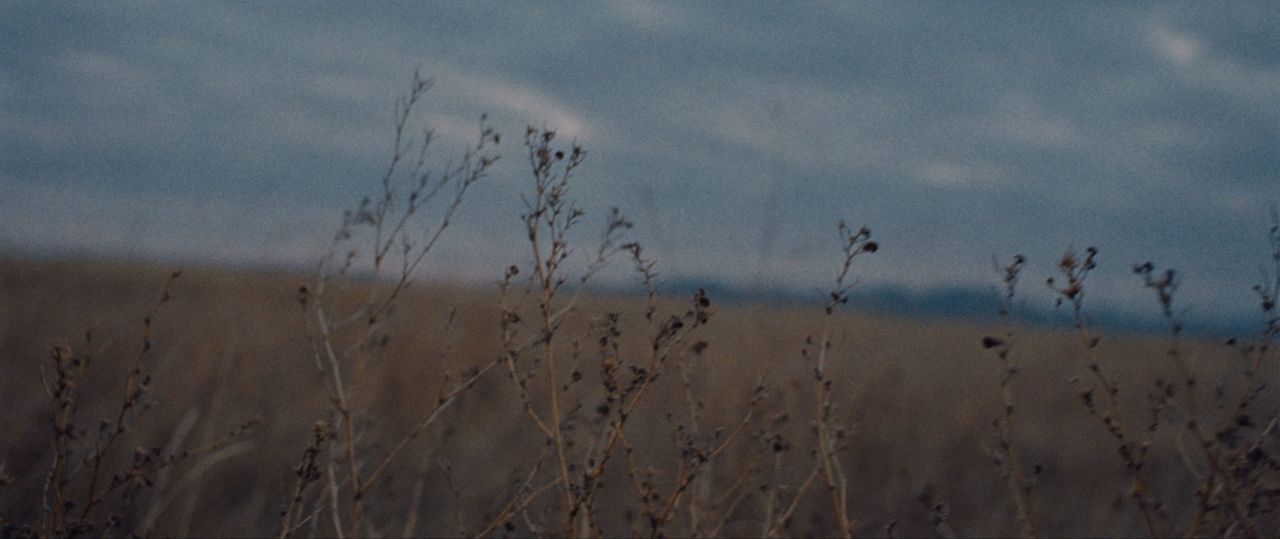 Blurred dry grasses against a moody overcast sky in Montana