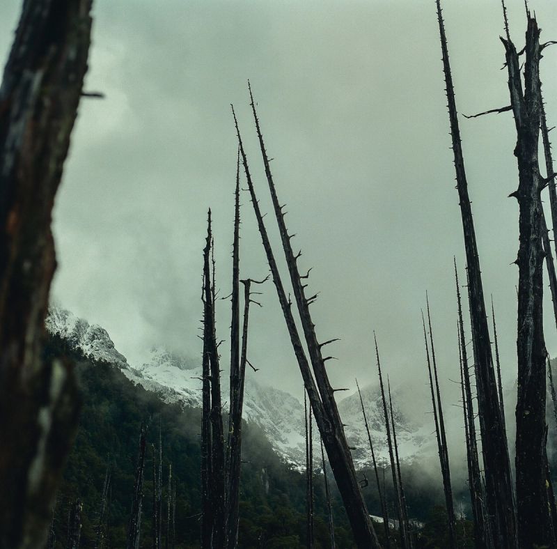 Vertical dead trees frame a misty, snow-covered mountain range in Patagonia.