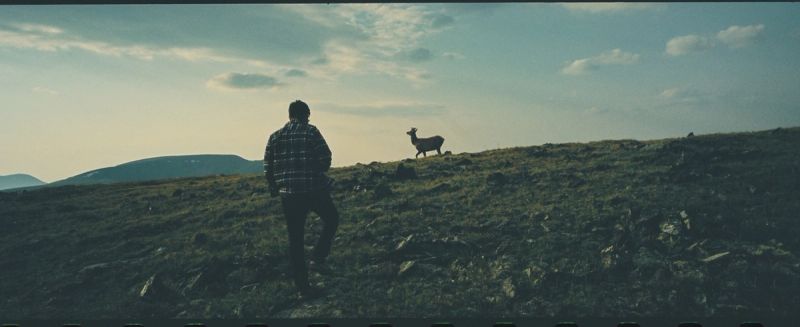 Man walking up a grassy hill towards a deer in the Rocky Mountains.