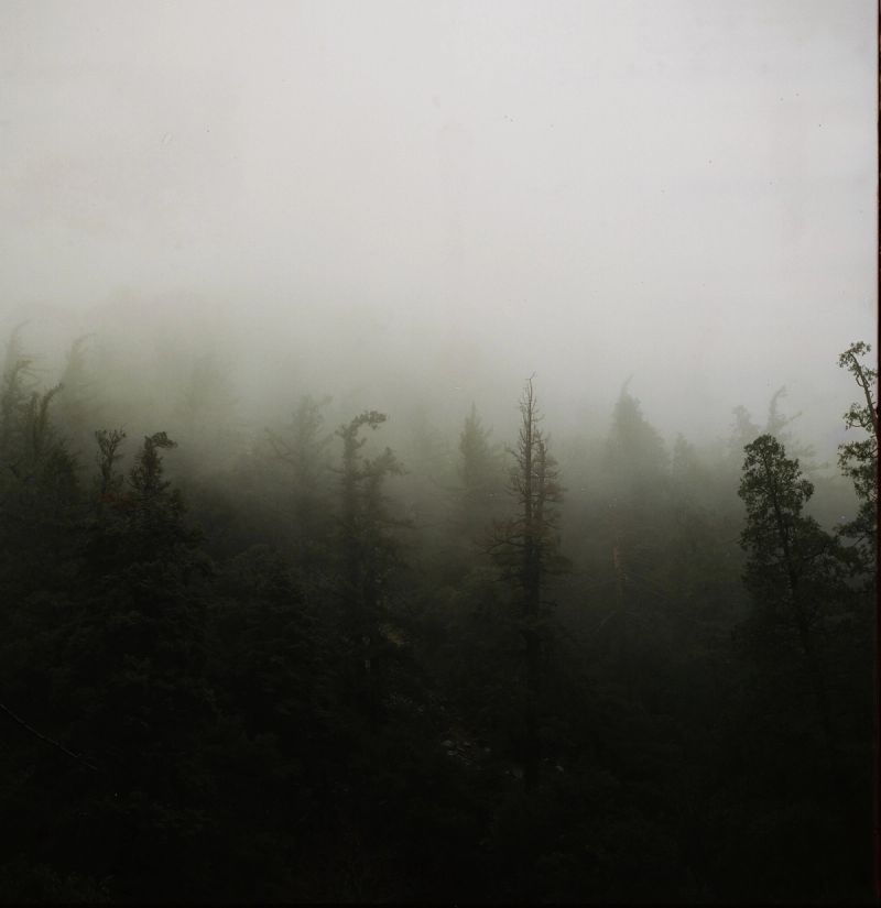 Misty conifer forest landscape with dark tree silhouettes fading into thick white fog.