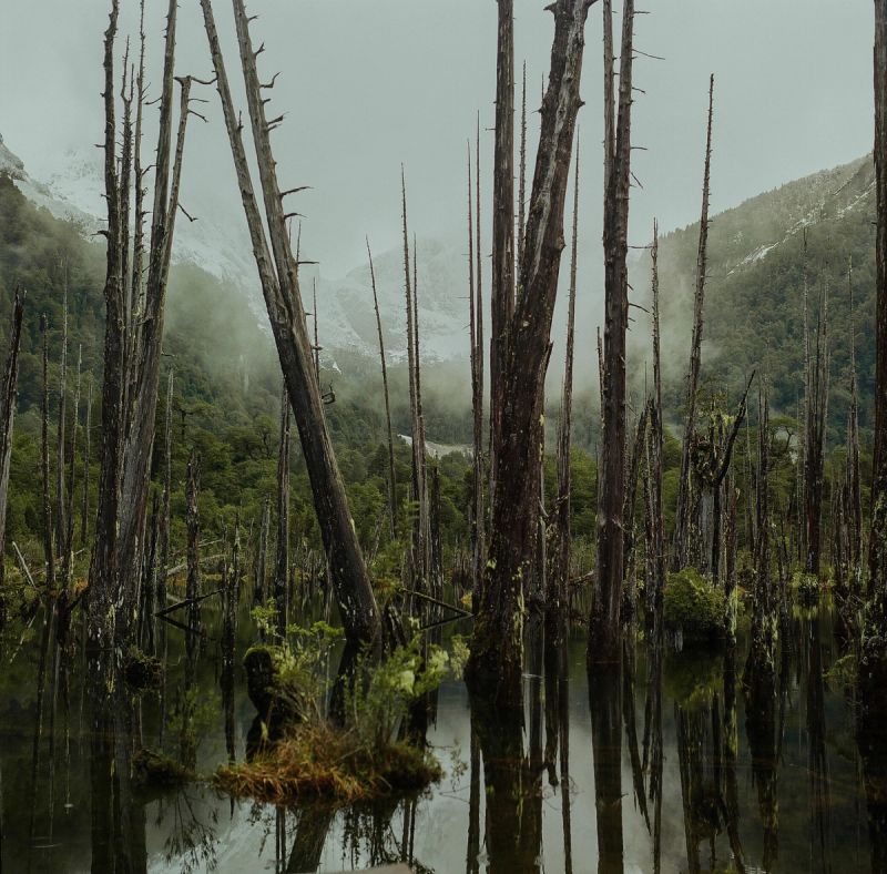 Misty landscape of dead trees rising from water with snow-capped mountains in Patagonia Chile.