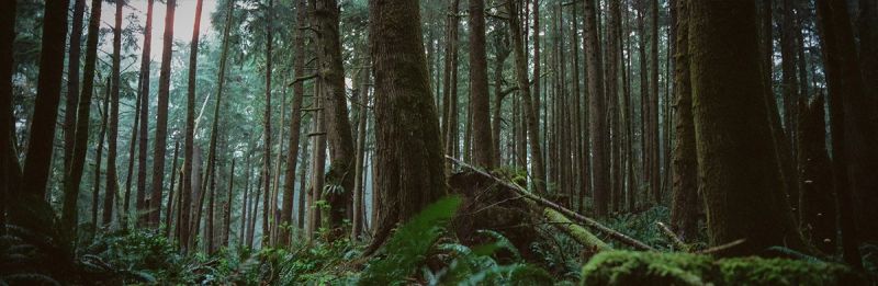 Dense forest landscape in Oregon featuring tall trees and lush green undergrowth.