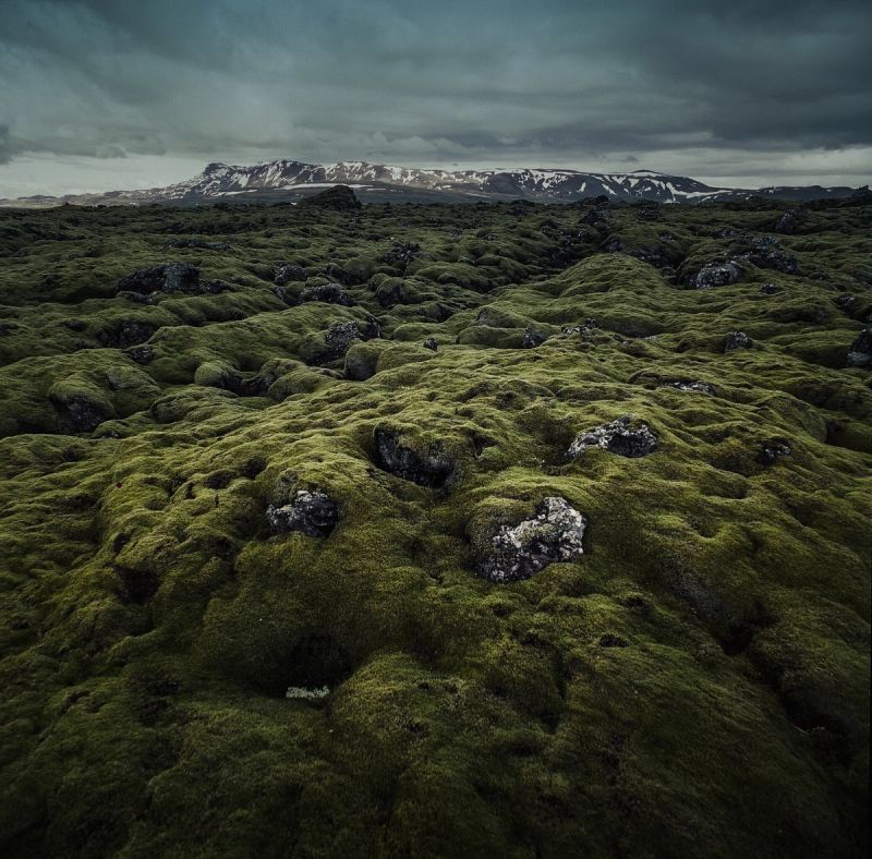 Moss-covered lava field landscape with snow-capped mountains in the distance under a cloudy sky.