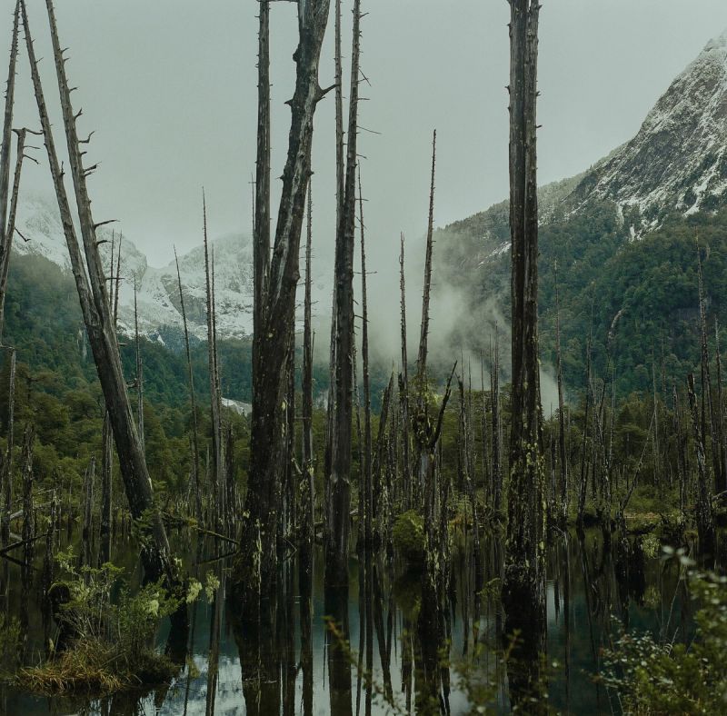 Dead tree trunks rising from a misty lake with snow-capped mountains in the background.