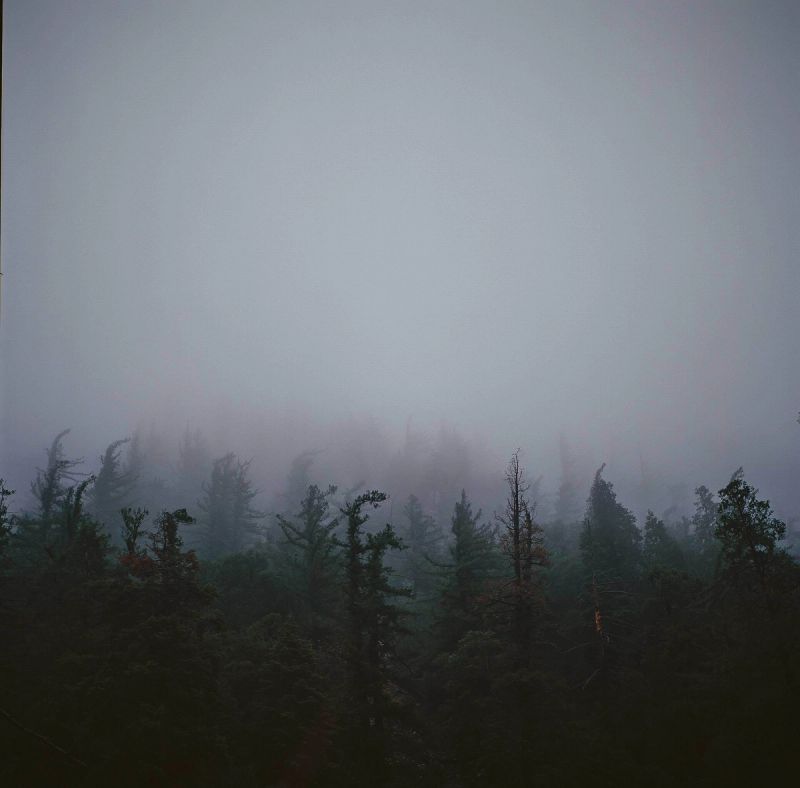 Moody cinematic shot of a foggy forest with dark evergreen trees fading into mist.