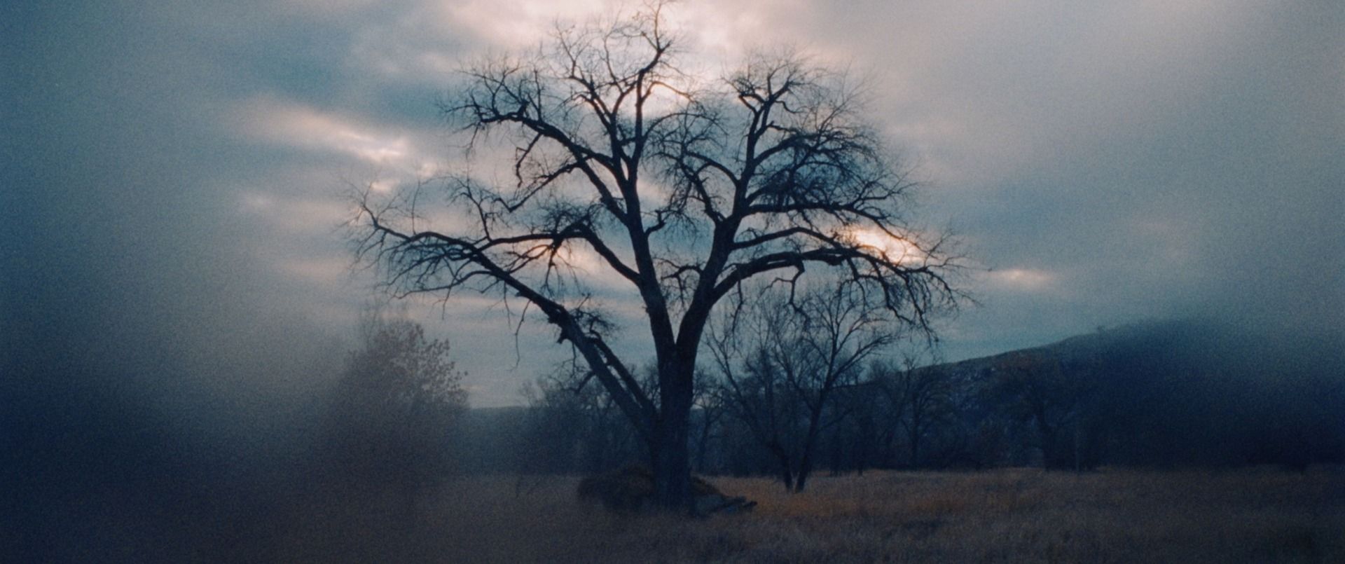 Silhouetted bare tree in misty Montana landscape under cloudy sky