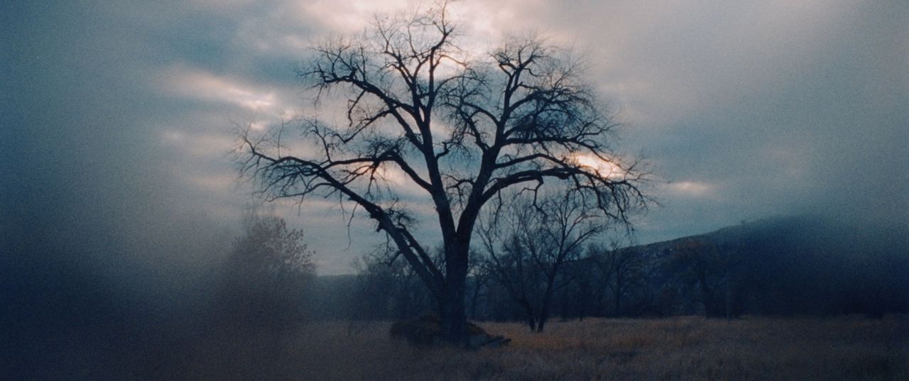 Silhouetted bare tree in misty Montana landscape under cloudy sky