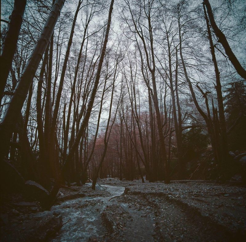 Medium format film photography of a rushing stream winding through tall, bare trees in a moody forest landscape.