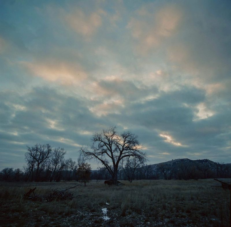 Silhouetted bare trees in a field under a moody cloudy sky at dusk.