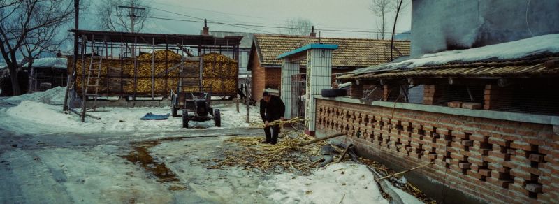 Man gathering corn stalks in snowy rural village with brick wall and storage shed