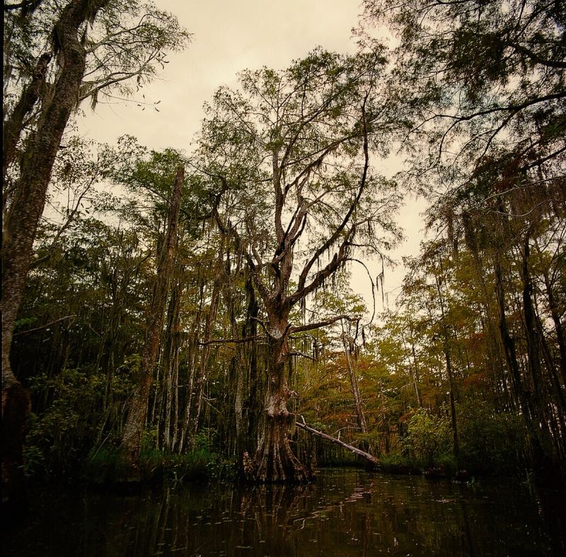 Atmospheric film photography of cypress trees and Spanish moss in a New Orleans swamp.