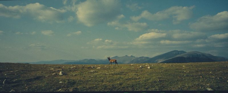 A solitary deer walks across a grassy alpine meadow with distant mountains under a blue cloudy sky.