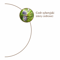 Perfumy cedrowe "Współtworzenie" — miniatura 2