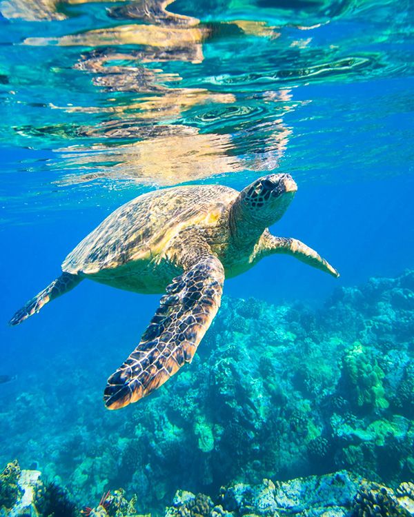 Turtle