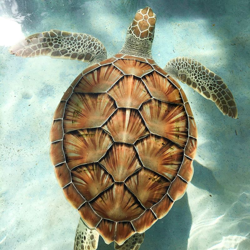 Turtle