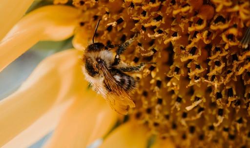 Sunflower Fields Forever is a photography collection by Matthias Oberholzer. The collections contains various photographs of sunflowers and bees.