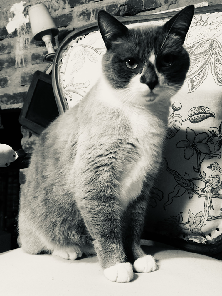 Chaise chat