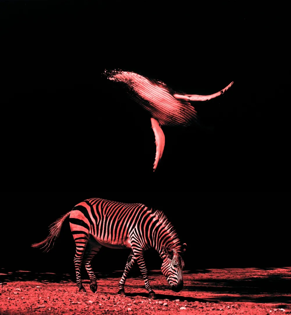 black and white and red