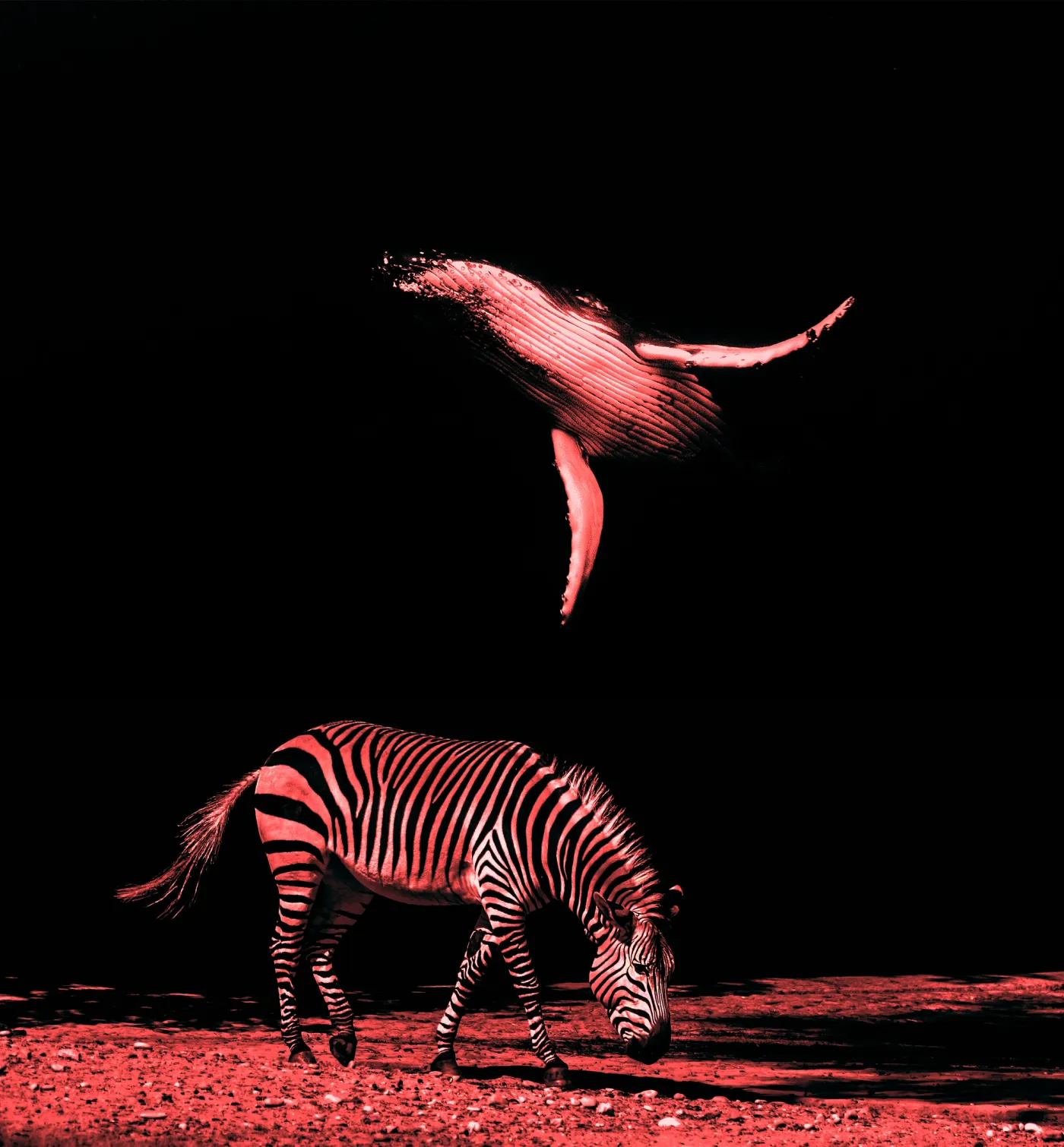 black and white and red