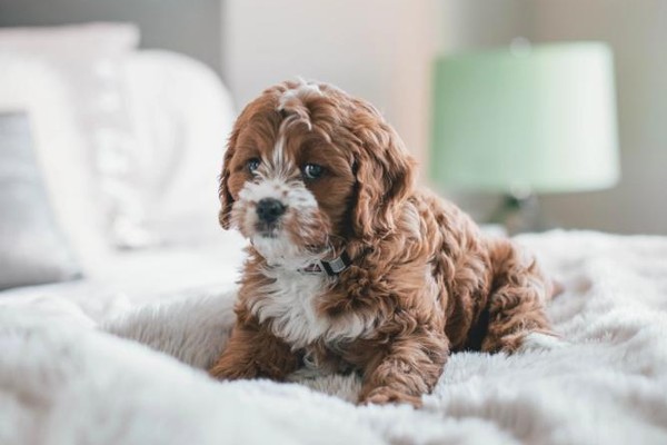 In-home Pet Sitting