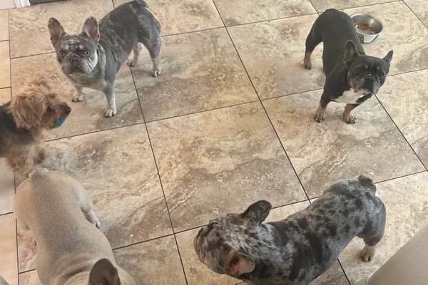Dream, Honey, Nuggy, Coco & Cali - Brook. L's pet