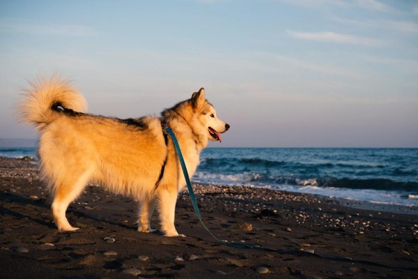 Dog Socialization