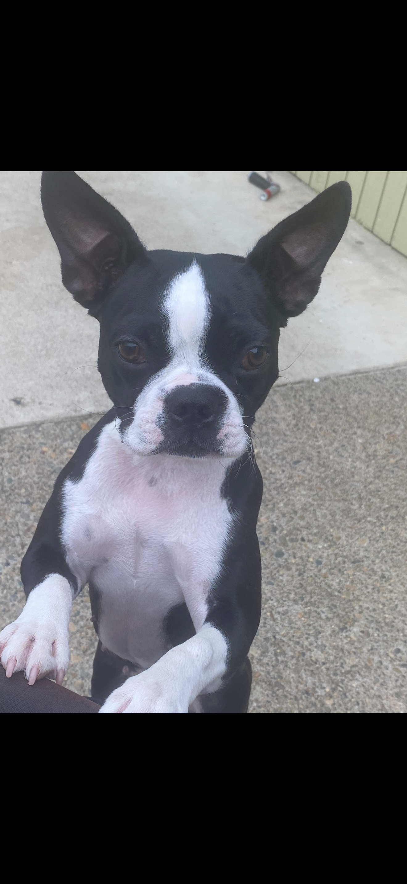 Missy  - Mary. V's pet