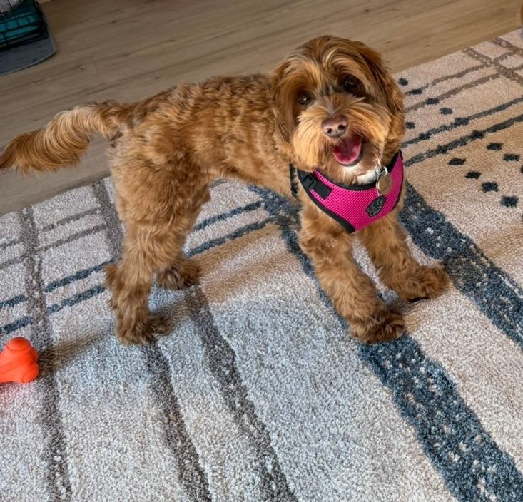 Poppy  - Laureena. O's pet