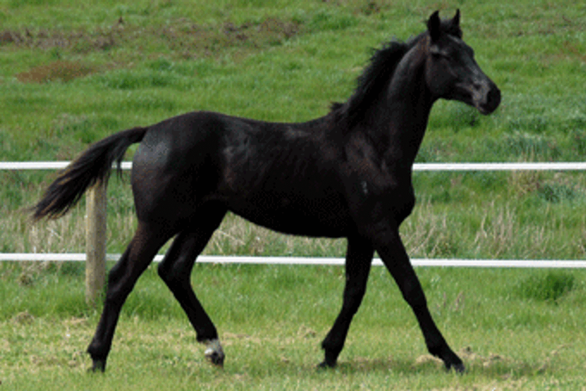 Rubin Royal Colt
