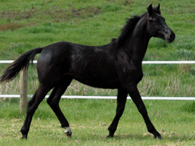 Rubin Royal Colt