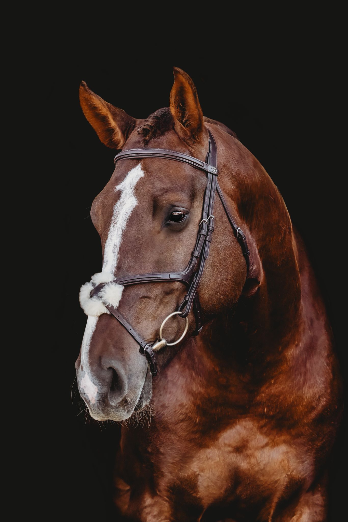 A chestnut Tulara stallion in a bridle, portrait against black