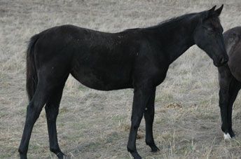 Tulara Balouch Filly