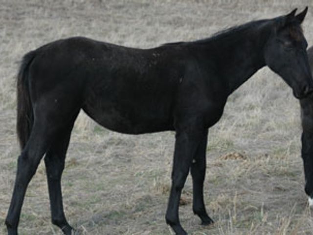 Tulara Balouch Filly